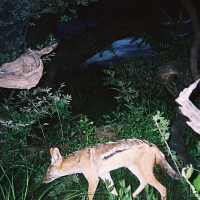 A black-backed jackal walks left to right through low green bush at night, lit by a camera trap flash, with fallen pale deadwood and dark trees behind it.