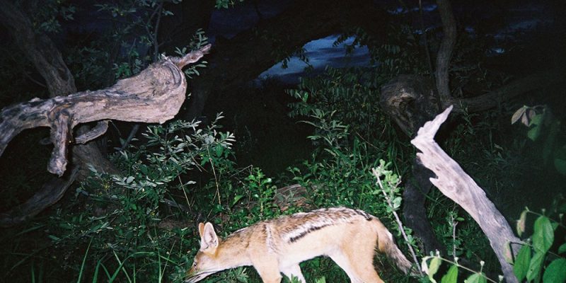 A black-backed jackal walks left to right through low green bush at night, lit by a camera trap flash, with fallen pale deadwood and dark trees behind it.