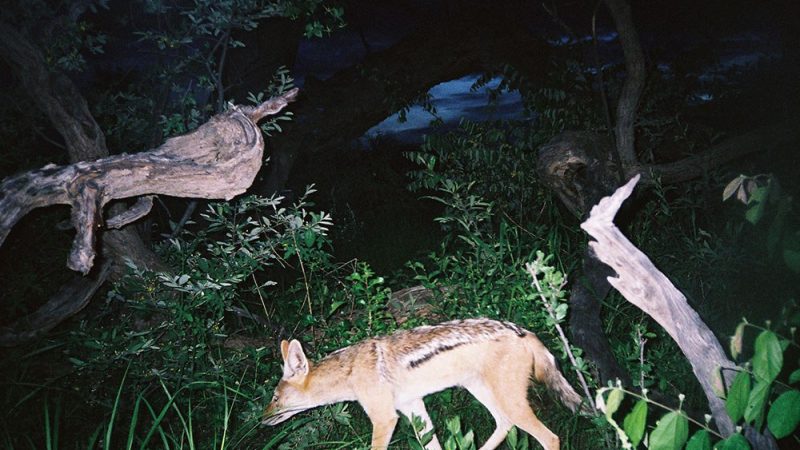 A black-backed jackal walks left to right through low green bush at night, lit by a camera trap flash, with fallen pale deadwood and dark trees behind it.