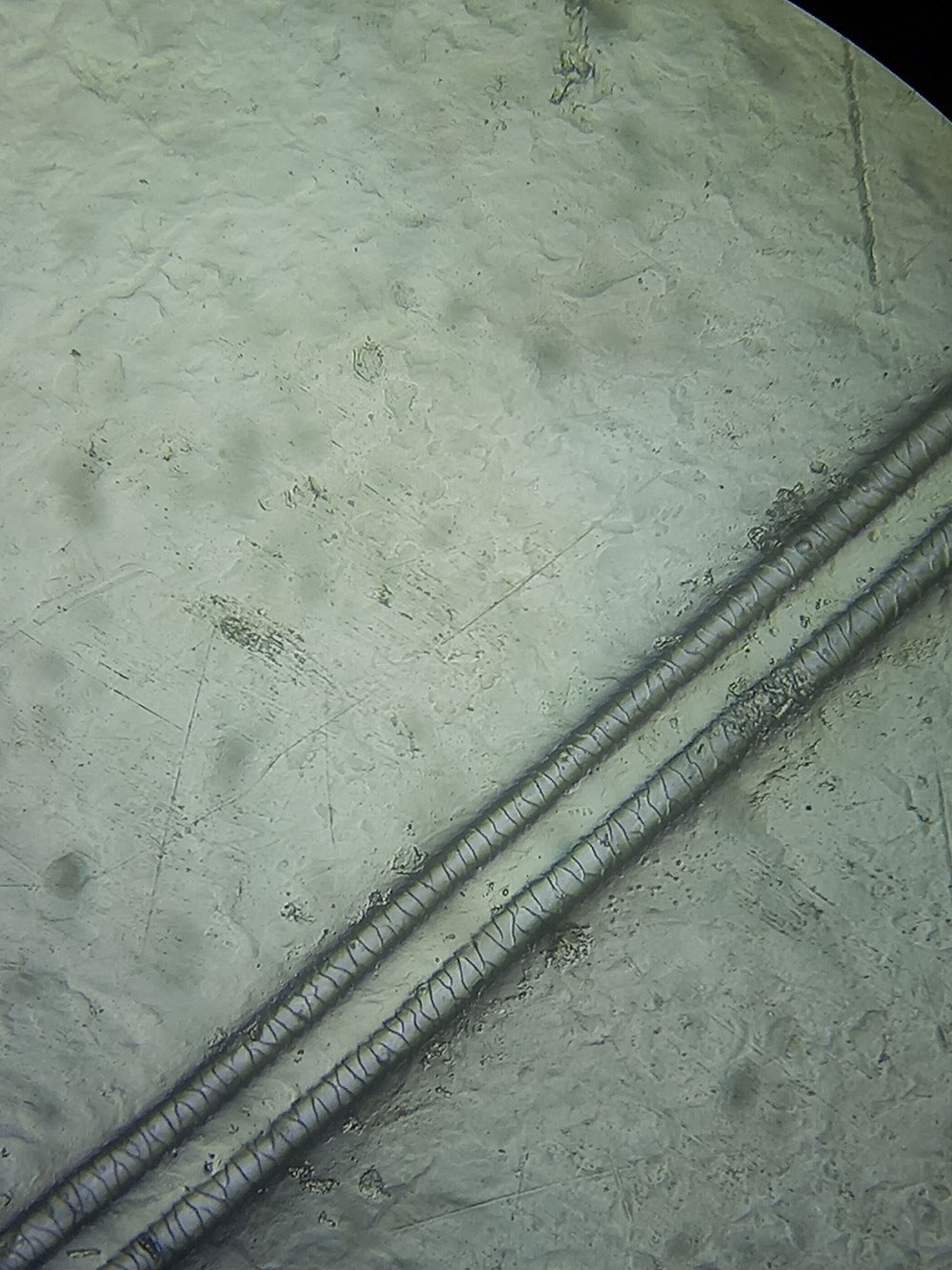 A microscope view of two parallel hair shafts lying diagonally across a pale green field, each shaft showing a regular ladder of transverse scale bands along its length.