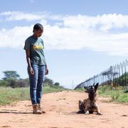 A Cheetah Conservation Fund handler stands on a sand track beside a seated scat detection dog, next to a game fence in rural Namibia.