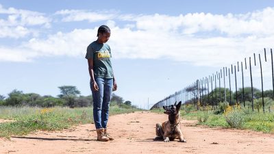 A Cheetah Conservation Fund handler stands on a sand track beside a seated scat detection dog, next to a game fence in rural Namibia.