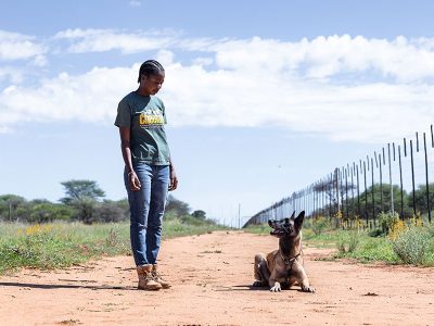 A Cheetah Conservation Fund handler stands on a sand track beside a seated scat detection dog, next to a game fence in rural Namibia.