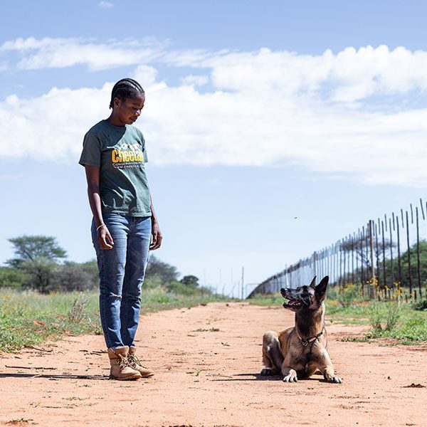 A Cheetah Conservation Fund handler stands on a sand track beside a seated scat detection dog, next to a game fence in rural Namibia.