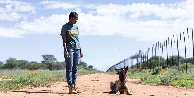 A Cheetah Conservation Fund handler stands on a sand track beside a seated scat detection dog, next to a game fence in rural Namibia.