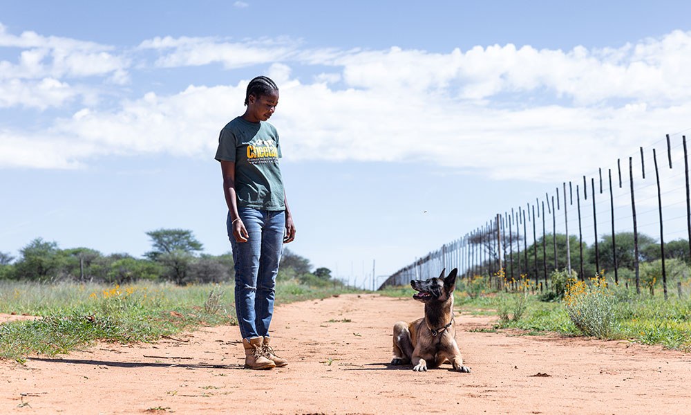 A Cheetah Conservation Fund handler stands on a sand track beside a seated scat detection dog, next to a game fence in rural Namibia.