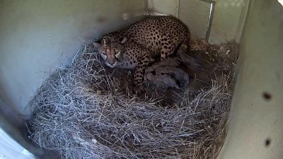A cheetah lies on a bed of straw inside a concrete den, her five newborn cubs tucked in a dark huddle against her front legs, in a timestamped den-camera still from the Smithsonian Conservation Biology Institute in Front Royal, Virginia.
