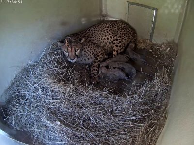 A cheetah lies on a bed of straw inside a concrete den, her five newborn cubs tucked in a dark huddle against her front legs, in a timestamped den-camera still from the Smithsonian Conservation Biology Institute in Front Royal, Virginia.