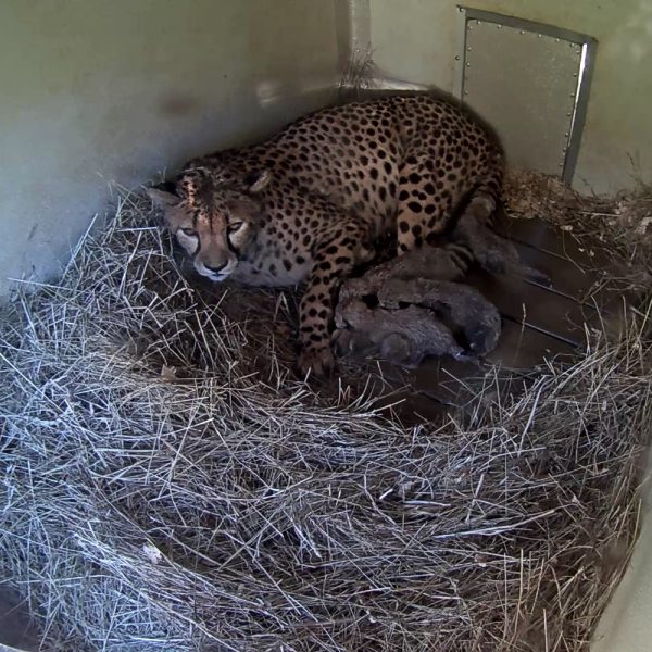 A cheetah lies on a bed of straw inside a concrete den, her five newborn cubs tucked in a dark huddle against her front legs, in a timestamped den-camera still from the Smithsonian Conservation Biology Institute in Front Royal, Virginia.