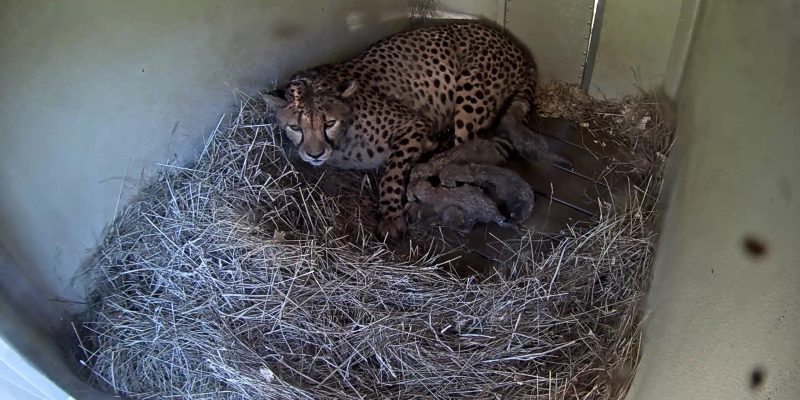 A cheetah lies on a bed of straw inside a concrete den, her five newborn cubs tucked in a dark huddle against her front legs, in a timestamped den-camera still from the Smithsonian Conservation Biology Institute in Front Royal, Virginia.