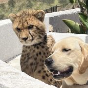 A young cheetah wearing a collar sits beside a pale yellow Labrador behind a low white wall, with a dry brushy hillside and fence line behind them.