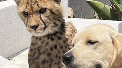 A young cheetah wearing a collar sits beside a pale yellow Labrador behind a low white wall, with a dry brushy hillside and fence line behind them.