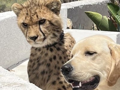 A young cheetah wearing a collar sits beside a pale yellow Labrador behind a low white wall, with a dry brushy hillside and fence line behind them.