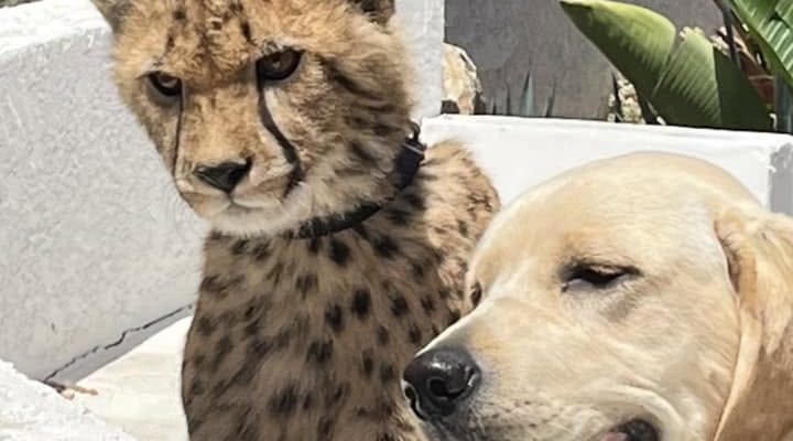 A young cheetah wearing a collar sits beside a pale yellow Labrador behind a low white wall, with a dry brushy hillside and fence line behind them.