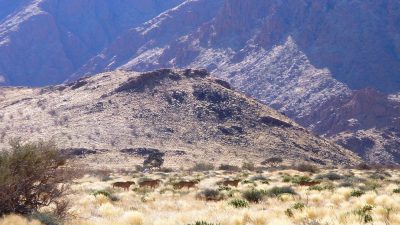 Five cheetahs walking in a loose line across pale, tussocky grassland scattered with low green shrubs, with the rocky slopes of a Namibian mountain range rising behind them.