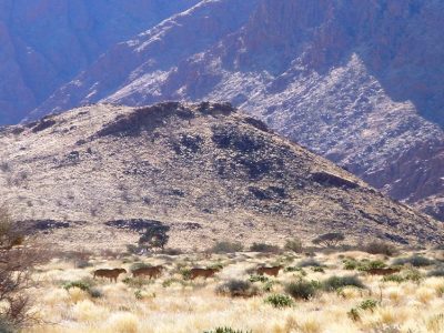 Five cheetahs walking in a loose line across pale, tussocky grassland scattered with low green shrubs, with the rocky slopes of a Namibian mountain range rising behind them.
