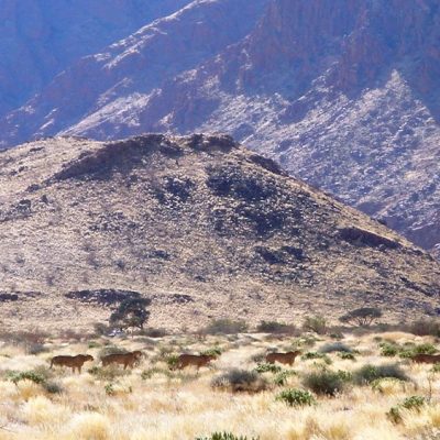 Five cheetahs walking in a loose line across pale, tussocky grassland scattered with low green shrubs, with the rocky slopes of a Namibian mountain range rising behind them.