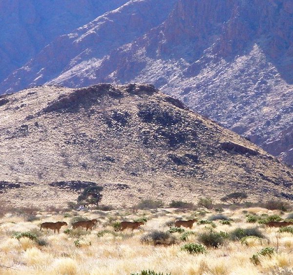Five cheetahs walking in a loose line across pale, tussocky grassland scattered with low green shrubs, with the rocky slopes of a Namibian mountain range rising behind them.