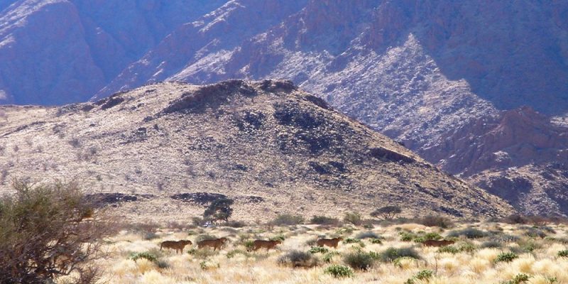 Five cheetahs walking in a loose line across pale, tussocky grassland scattered with low green shrubs, with the rocky slopes of a Namibian mountain range rising behind them.
