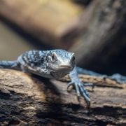 A blue tree monitor lizard with gray-blue scales and pale blue markings rests along a log in its habitat, facing the camera with one clawed front foot extended over the bark.