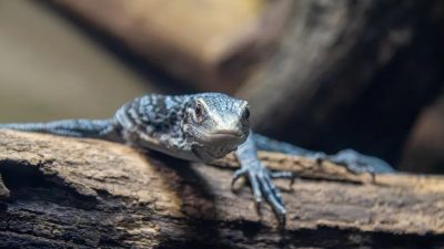 A blue tree monitor lizard with gray-blue scales and pale blue markings rests along a log in its habitat, facing the camera with one clawed front foot extended over the bark.