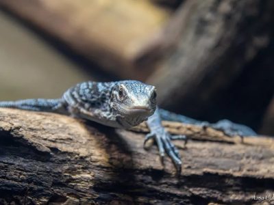 A blue tree monitor lizard with gray-blue scales and pale blue markings rests along a log in its habitat, facing the camera with one clawed front foot extended over the bark.