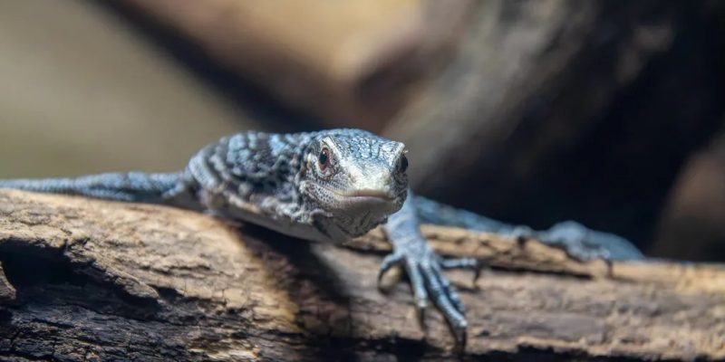 A blue tree monitor lizard with gray-blue scales and pale blue markings rests along a log in its habitat, facing the camera with one clawed front foot extended over the bark.