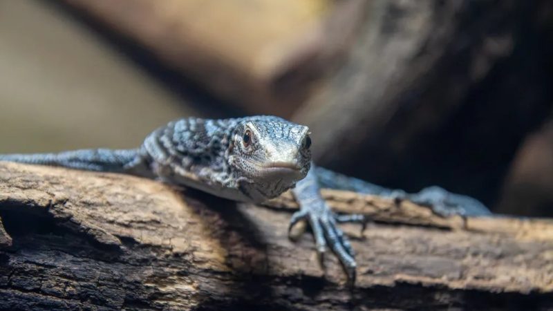 A blue tree monitor lizard with gray-blue scales and pale blue markings rests along a log in its habitat, facing the camera with one clawed front foot extended over the bark.