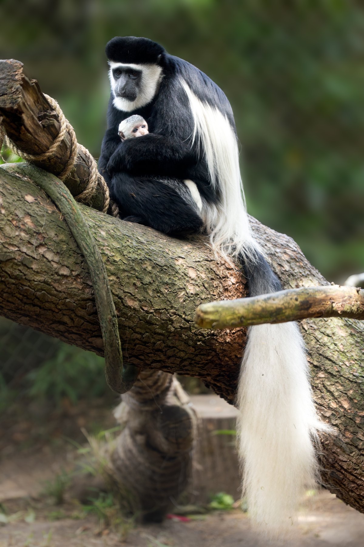 An adult black and white colobus sits on a large log holding a white infant against its chest, the adult's long white tail hanging down past the log toward the ground.
