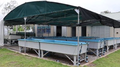 Rows of shallow blue raceway tanks under a green shade canopy at the Assisted Recovery of Corals facility on Praslin island, Seychelles.