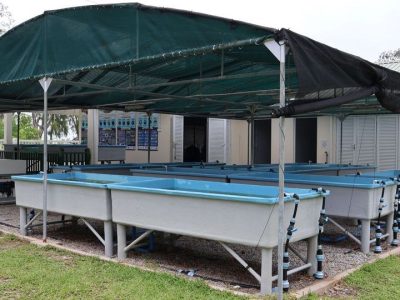 Rows of shallow blue raceway tanks under a green shade canopy at the Assisted Recovery of Corals facility on Praslin island, Seychelles.
