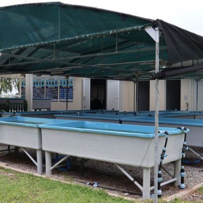 Rows of shallow blue raceway tanks under a green shade canopy at the Assisted Recovery of Corals facility on Praslin island, Seychelles.