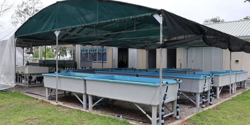 Rows of shallow blue raceway tanks under a green shade canopy at the Assisted Recovery of Corals facility on Praslin island, Seychelles.