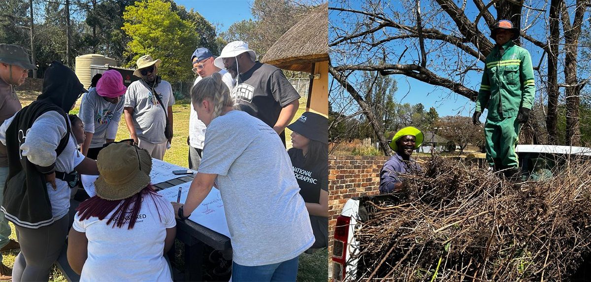 A two-panel photograph. On the left, volunteers in sun hats lean over an outdoor table covered with large sheets of paper, sketching and writing. On the right, two workers in green overalls and hard hats load cut invasive brush onto the back of a pickup truck.