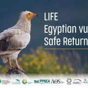 An adult Egyptian vulture with white plumage and a bright yellow face stands on a rock in a flowering meadow, beside the LIFE EV Safe Return project title and a strip of the fifteen partner organisation logos.
