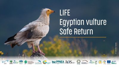 An adult Egyptian vulture with white plumage and a bright yellow face stands on a rock in a flowering meadow, beside the LIFE EV Safe Return project title and a strip of the fifteen partner organisation logos.