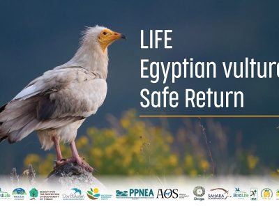 An adult Egyptian vulture with white plumage and a bright yellow face stands on a rock in a flowering meadow, beside the LIFE EV Safe Return project title and a strip of the fifteen partner organisation logos.