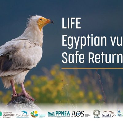 An adult Egyptian vulture with white plumage and a bright yellow face stands on a rock in a flowering meadow, beside the LIFE EV Safe Return project title and a strip of the fifteen partner organisation logos.