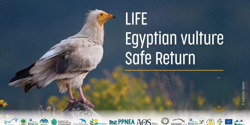 An adult Egyptian vulture with white plumage and a bright yellow face stands on a rock in a flowering meadow, beside the LIFE EV Safe Return project title and a strip of the fifteen partner organisation logos.