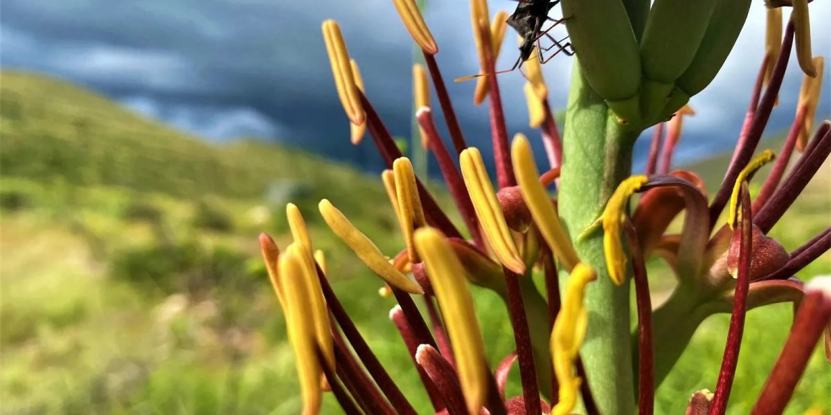 A close-up of a flowering desert plant, its stalk carrying clusters of dark red buds with long yellow anthers pushing out of them, a small dark insect on one bud, with a green desert hillside and heavy grey storm clouds out of focus behind.