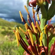 A close-up of a flowering desert plant, its stalk carrying clusters of dark red buds with long yellow anthers pushing out of them, a small dark insect on one bud, with a green desert hillside and heavy grey storm clouds out of focus behind.