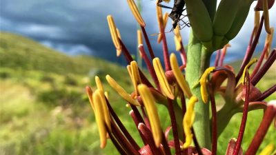 A close-up of a flowering desert plant, its stalk carrying clusters of dark red buds with long yellow anthers pushing out of them, a small dark insect on one bud, with a green desert hillside and heavy grey storm clouds out of focus behind.