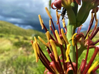 A close-up of a flowering desert plant, its stalk carrying clusters of dark red buds with long yellow anthers pushing out of them, a small dark insect on one bud, with a green desert hillside and heavy grey storm clouds out of focus behind.