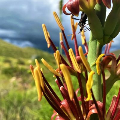 A close-up of a flowering desert plant, its stalk carrying clusters of dark red buds with long yellow anthers pushing out of them, a small dark insect on one bud, with a green desert hillside and heavy grey storm clouds out of focus behind.