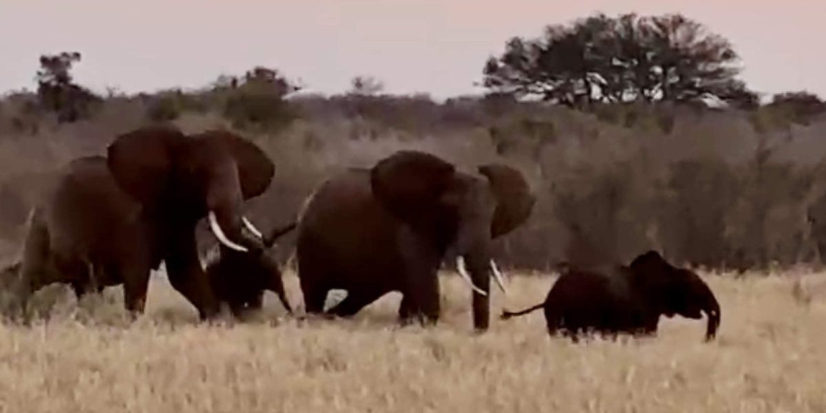 A video still at dusk showing three adult African elephants and a small calf walking together through tall dry grass, with scrub and a flat-topped acacia on the horizon behind them.