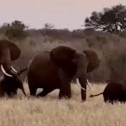 A video still at dusk showing three adult African elephants and a small calf walking together through tall dry grass, with scrub and a flat-topped acacia on the horizon behind them.