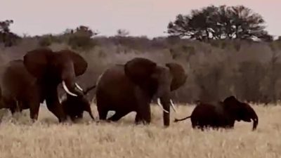 A video still at dusk showing three adult African elephants and a small calf walking together through tall dry grass, with scrub and a flat-topped acacia on the horizon behind them.
