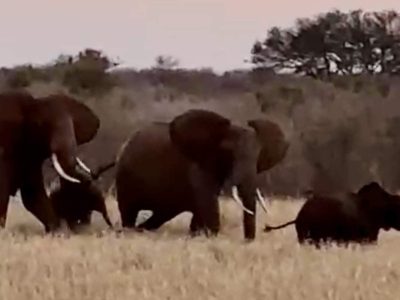 A video still at dusk showing three adult African elephants and a small calf walking together through tall dry grass, with scrub and a flat-topped acacia on the horizon behind them.
