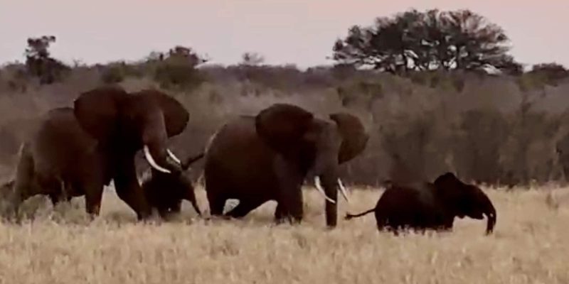 A video still at dusk showing three adult African elephants and a small calf walking together through tall dry grass, with scrub and a flat-topped acacia on the horizon behind them.