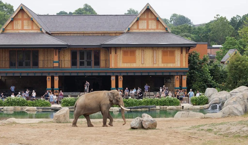 An Asian elephant with short tusks walks across a bare earth yard beside a pool and rockwork, in front of a large two-story timber pavilion with steep shingled gables and orange and teal paintwork, where about twenty visitors watch from a shaded deck.